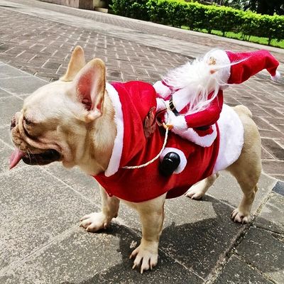 Deguisement chien Noel | Papinoel™